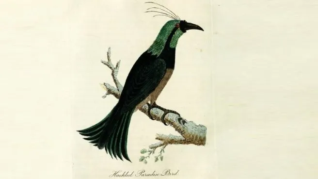 Ptak Zielonopióry