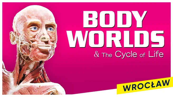 Body Worlds - Wrocław Body Worlds - Wrocław