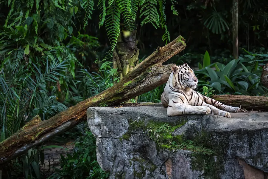Zabierz całą rodzinę do ZOO!