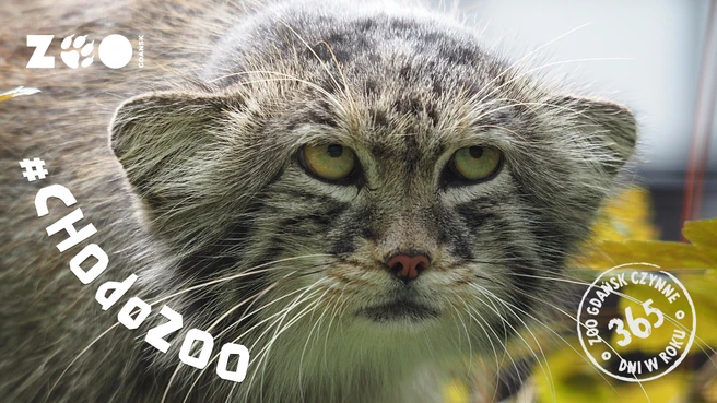 Zwiedzanie ZOO Gdańsk Zwiedzanie ZOO Gdańsk