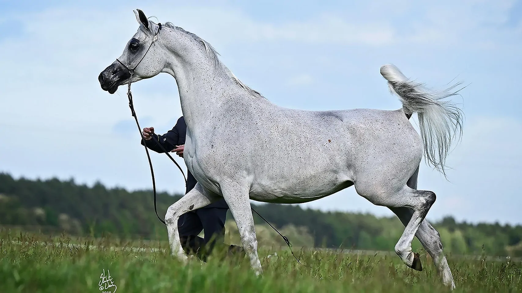 56. Aukcja Pride of Poland - galeria: zdjęcie 6