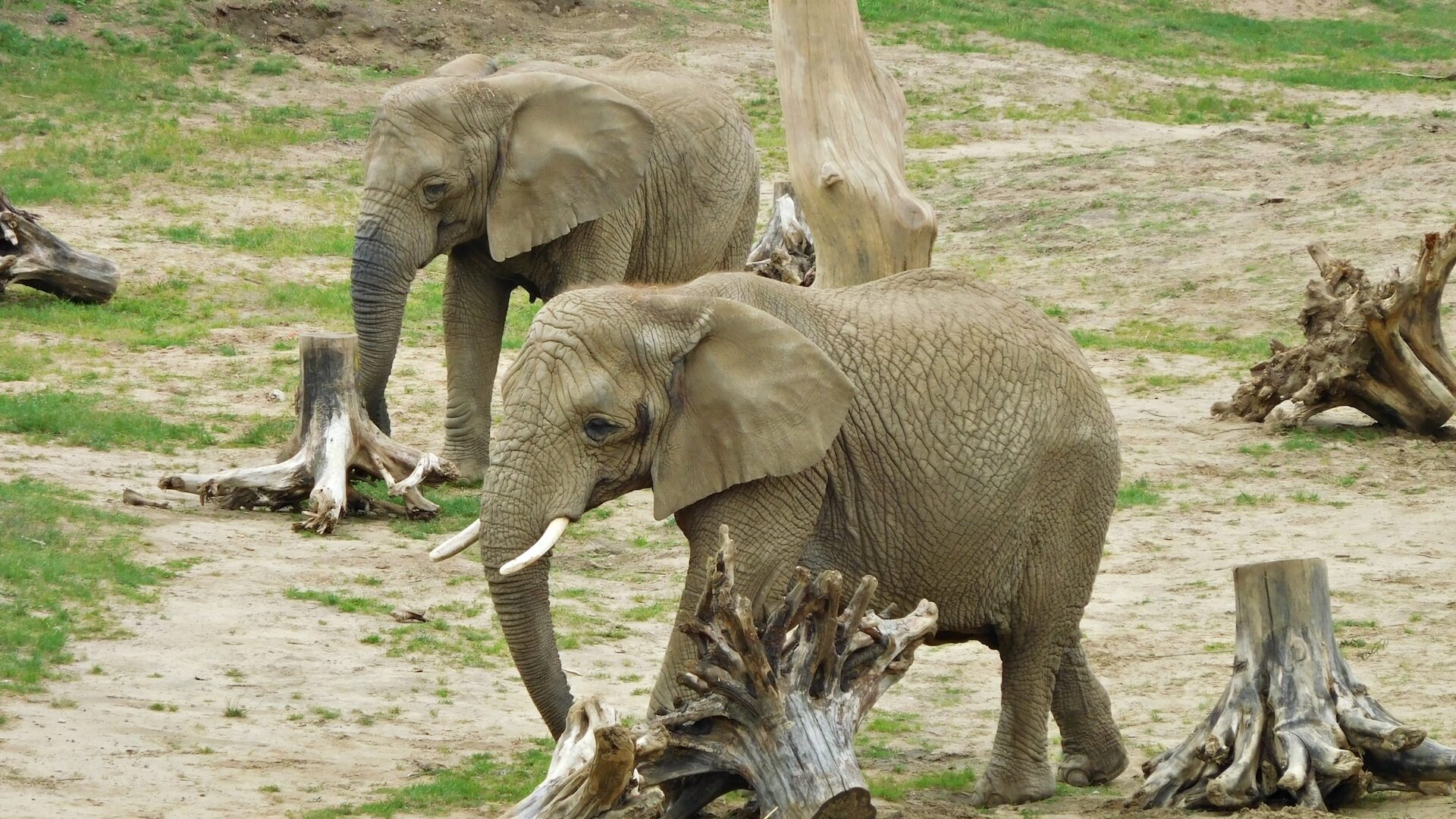 Słonie na wybiegu, Nowe Zoo w Poznaniu, Polska