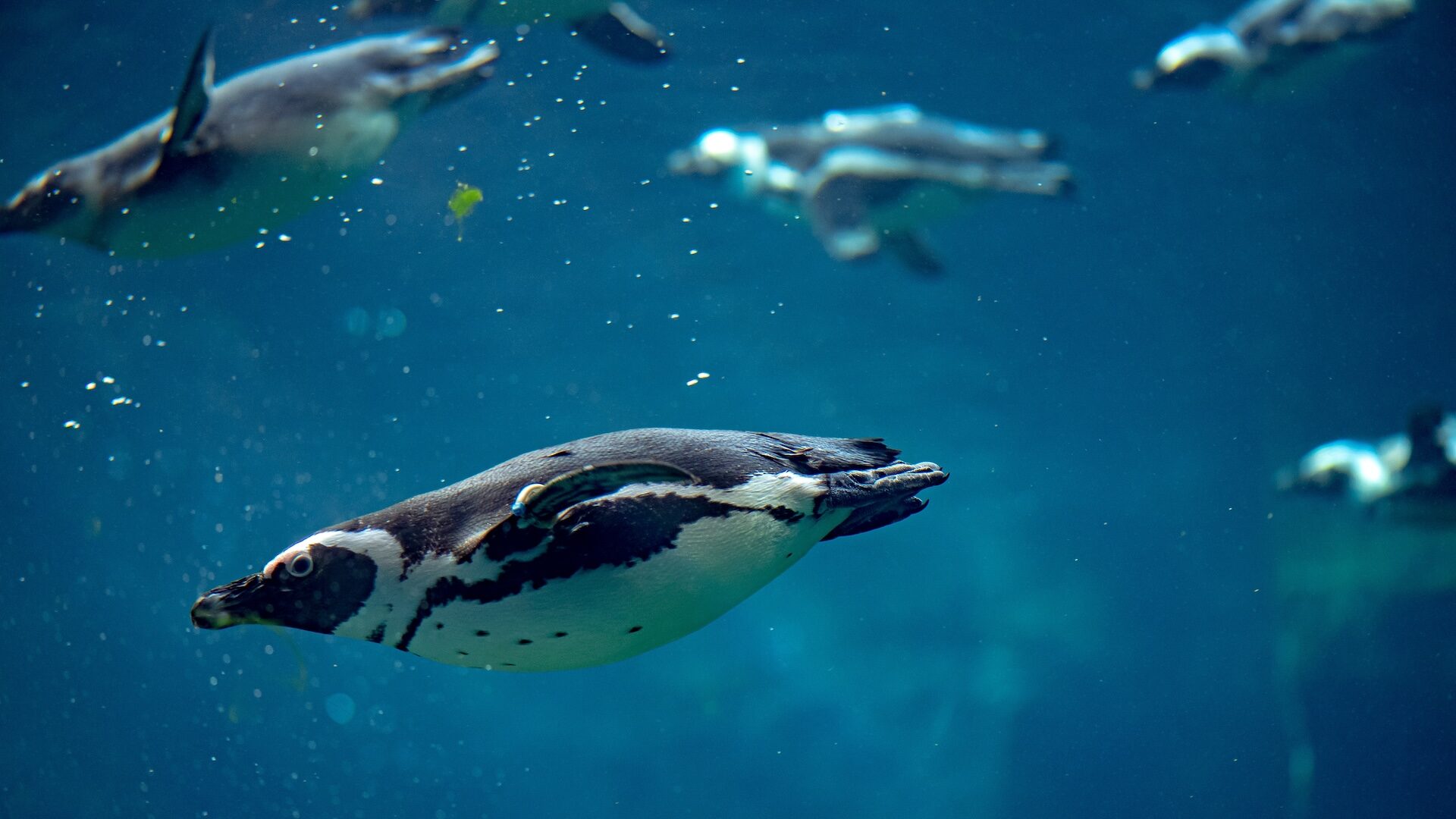 Pingwin afrykański pływa pod wodą w zoo Polska, Wrocław 2023