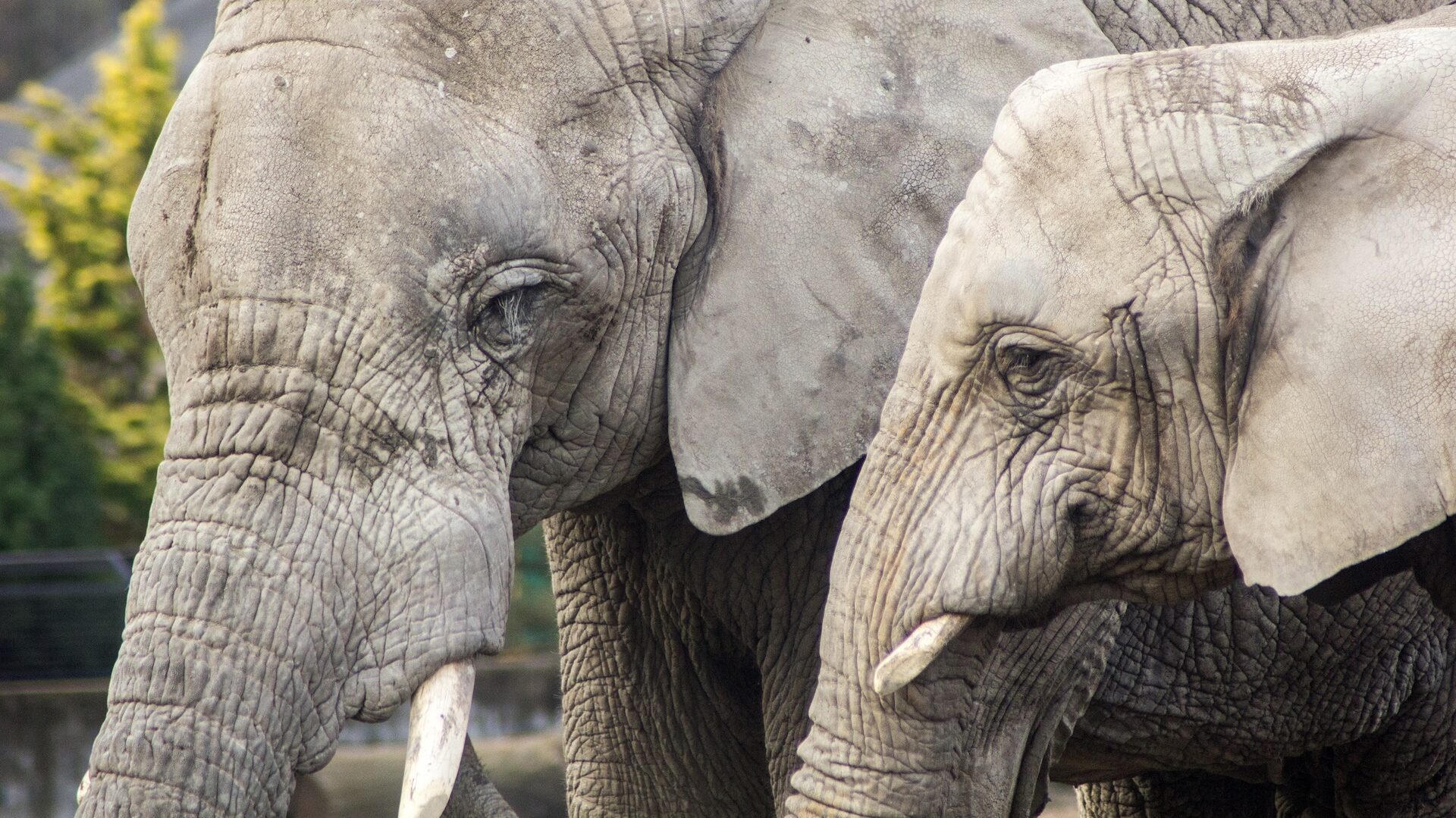 Dwa słonie w warszawskim zoo