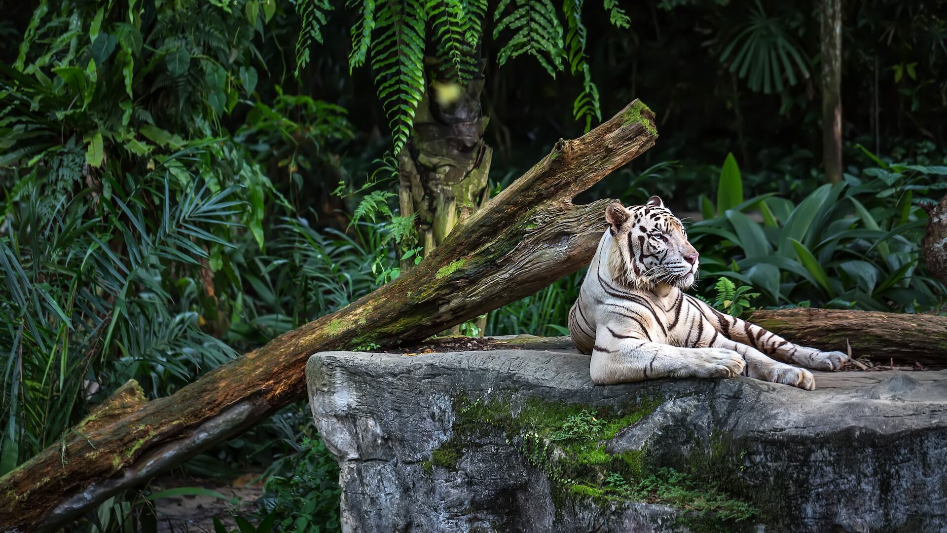 Potężny biały tygrys o niebieskich oczach spoczywa na skale na tle roślin w zoo.