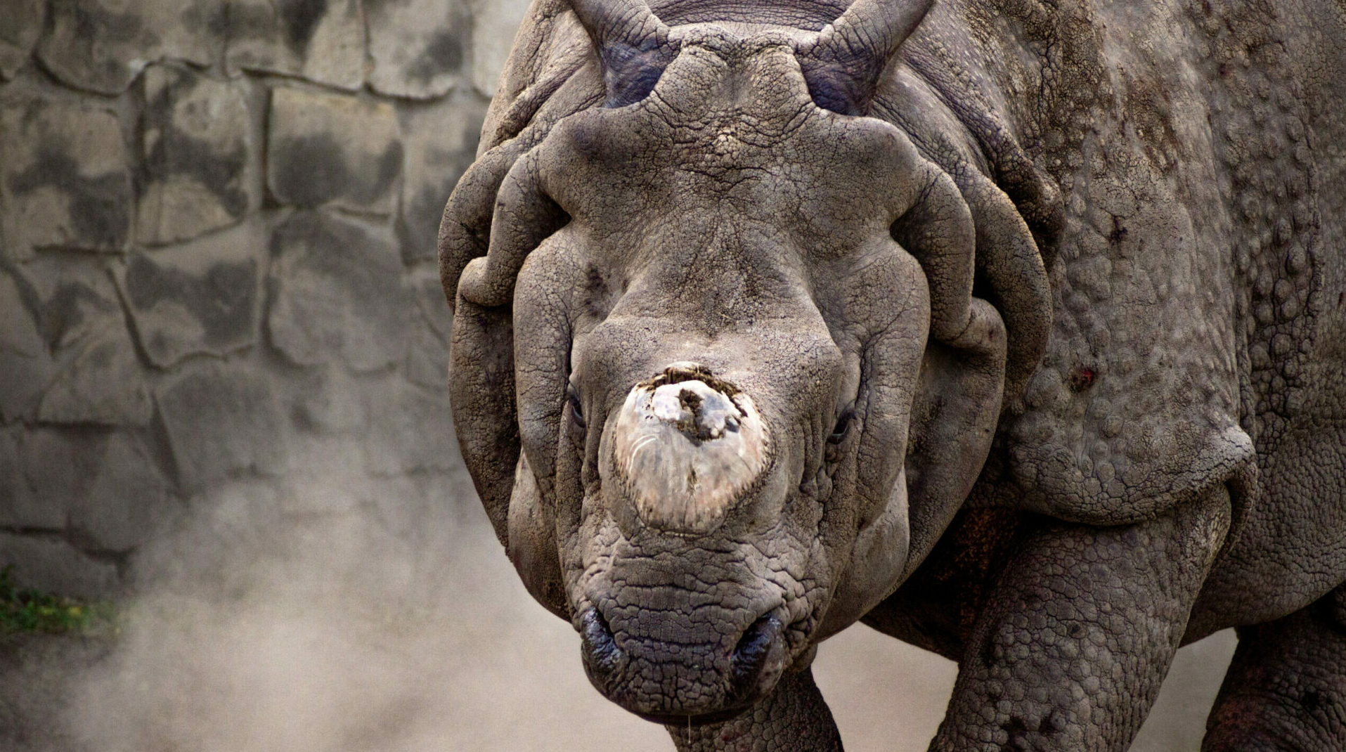 Jedyne takie ZOO w Polsce. Co skrywa historia  Miejskiego Ogrodu Zoologicznego w Warszawie?