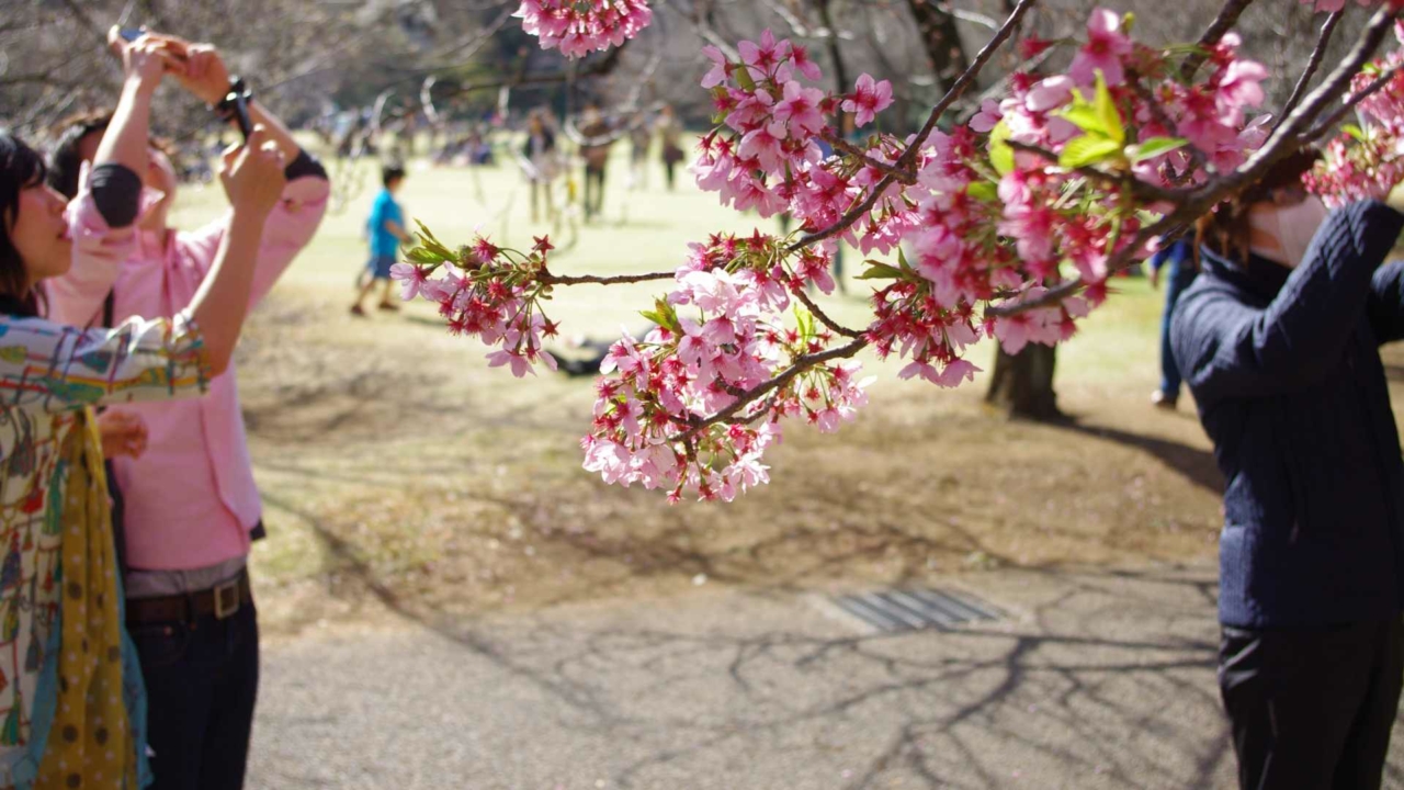 Hanami – japoński rytuał zatrzymania się. Czego uczy nas podziwianie ...